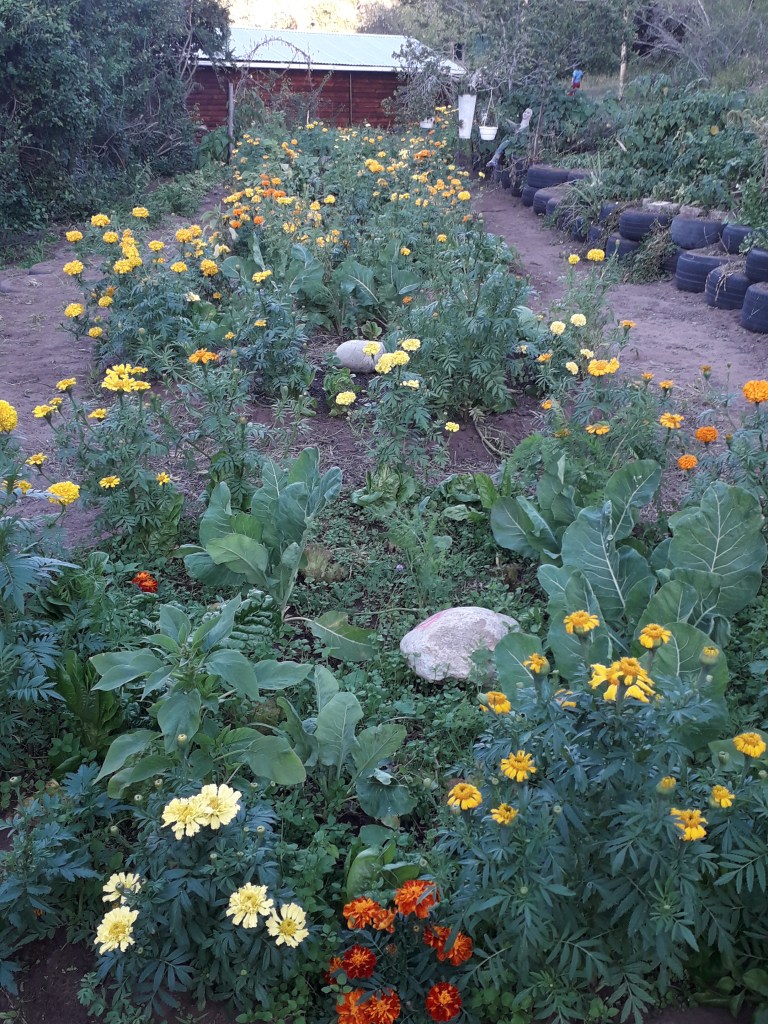 A new food garden, just 4 months old in Western Cape, South Africa that we started in March 2020 during lockdown.